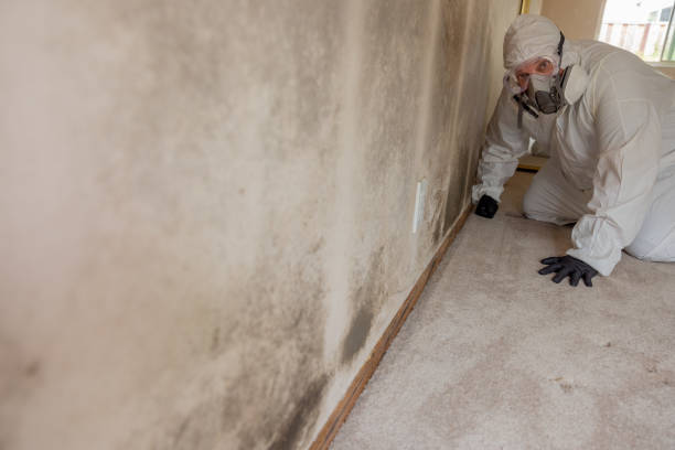 Professional Mold Removal in Olivarez, TX